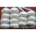 New Crop Good Quality Normal White Garlic 5.0